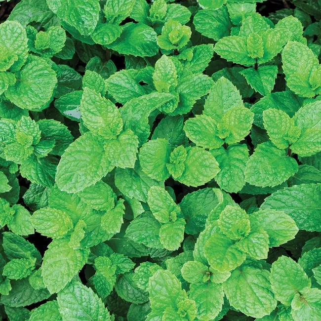 Aroma 100% naturale alla menta - PME - 25 ml